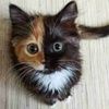 kittenloo